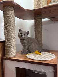 Cucciolata color Lilac