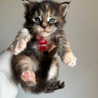 Cucciola Maine Coon