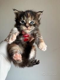 Cucciola Maine Coon