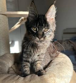 Main coon