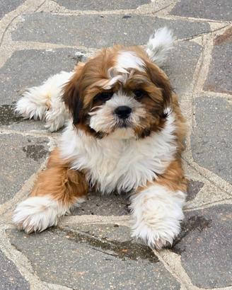 Cucciolo maschio di shihtzu