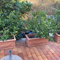 4 vasi con limoni 5 stagioni