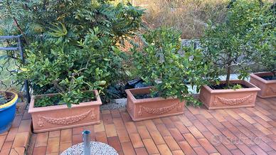 4 vasi con limoni 5 stagioni