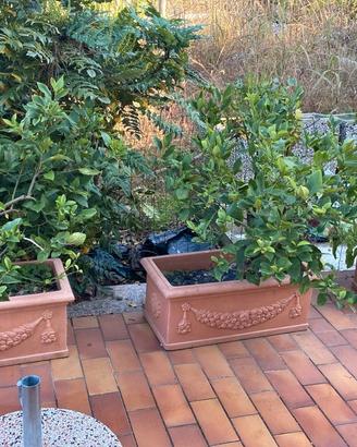 4 vasi con limoni 5 stagioni