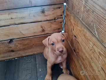 Cuccioli di pitbull standard ukc