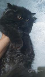 Gattina persiana nero smog