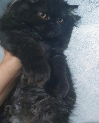 Gattina persiana nero smog