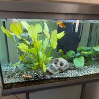 Acquario