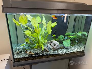 Acquario