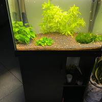 acquario