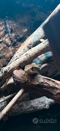 Hydrodynastes gigas / falso cobra d'acqua/