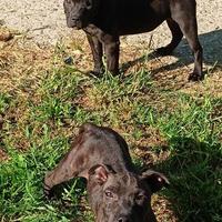 Staffy femmine di 5 mesi