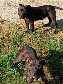 Staffy femmine di 5 mesi