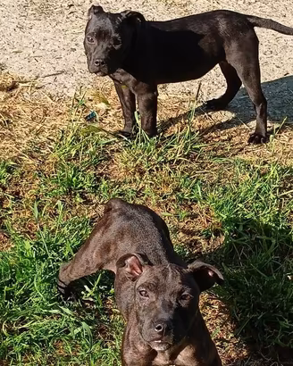 Staffy femmine di 5 mesi