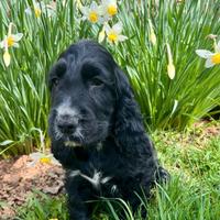 Cucciolo cocker spaniel inglese