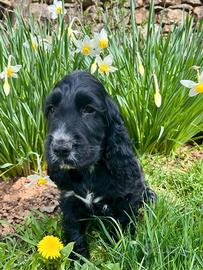 Cucciolo cocker spaniel inglese