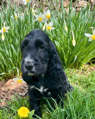 Cucciolo cocker spaniel inglese