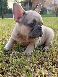 Bulldog francese