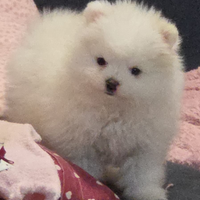 Spitz