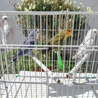 Inseparabili e cocoriti