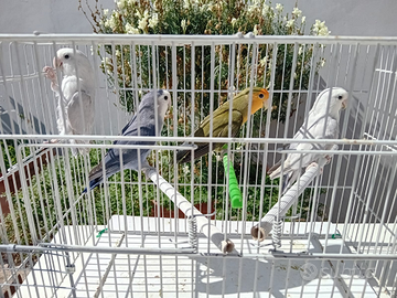 Inseparabili e cocoriti