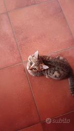 Micine