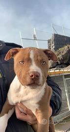 Pitbull UKC maschio