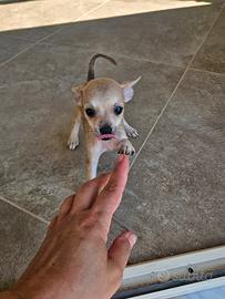 Chihuahua taglia mini