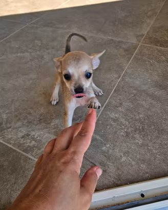 Chihuahua taglia mini