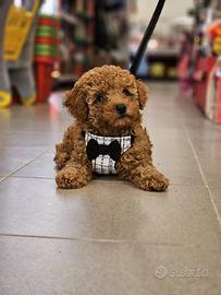 Cucciolo barboncino red