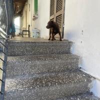 Cucciolo di amstaff