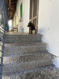 Cucciolo di amstaff