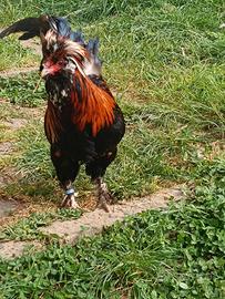 Gallo povlov