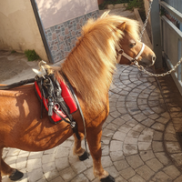 Finimenti pony