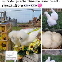 Galline moroseta silkie americana bianca