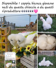 Galline moroseta silkie americana bianca