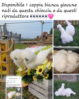 Galline moroseta silkie americana bianca