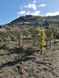 Terreno agricolo