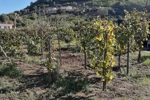 Terreno agricolo