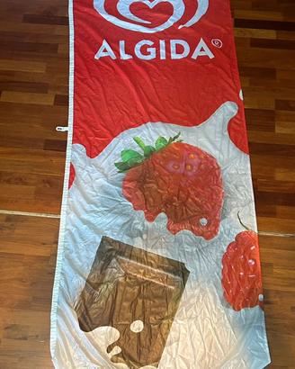 Vela algida