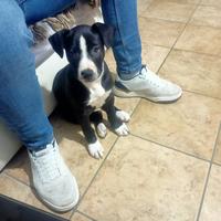 Pittbul incorcio