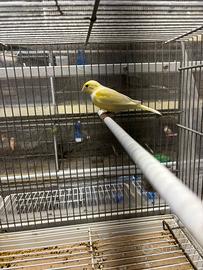 Canarino maschio timbrato giallo