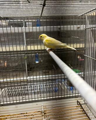Canarino maschio timbrato giallo