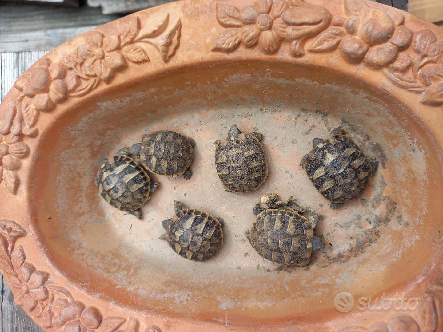 Tartarughe di terra hermanni boettgeri - Animali In vendita a Torino