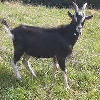 Capre frise (capretti)