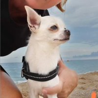 Chihuahua Stallone per monte accoppiamento