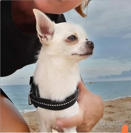 Chihuahua Stallone per monte accoppiamento