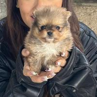 Spitz Pomerania mini