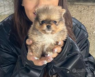 Spitz Pomerania mini