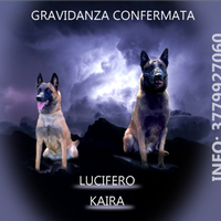 Pastore belga malinois